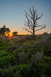 Beautiful sunset in a nature reserve in Drenthe by Jack Pruijn