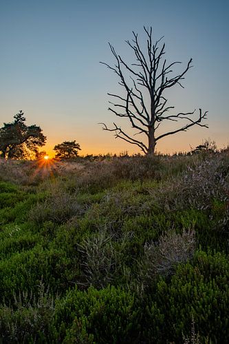 Schöner Sonnenuntergang in einem Naturschutzgebiet in Drenthe