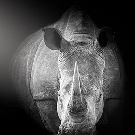 Porträt eines Nashorns, Froschperspektive. von Gunter Nuyts