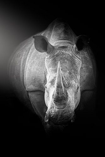 Portret van een neushoorn, kikkerperspectief.