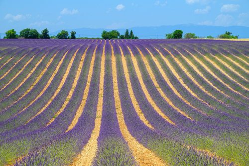 Bloeiende lavendel in de Provence tijdens een zomerse dag