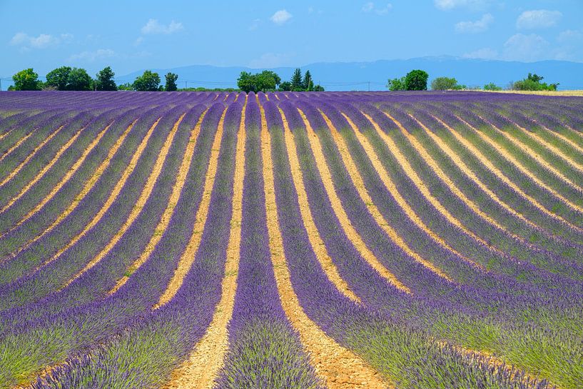 Blühender Lavendel in der Provence an einem Sommertag von Sjoerd van der Wal Fotografie
