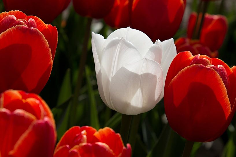 a white tulip in a red tulip field with backlighting by W J Kok