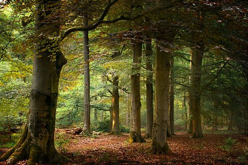 Green and red beeches