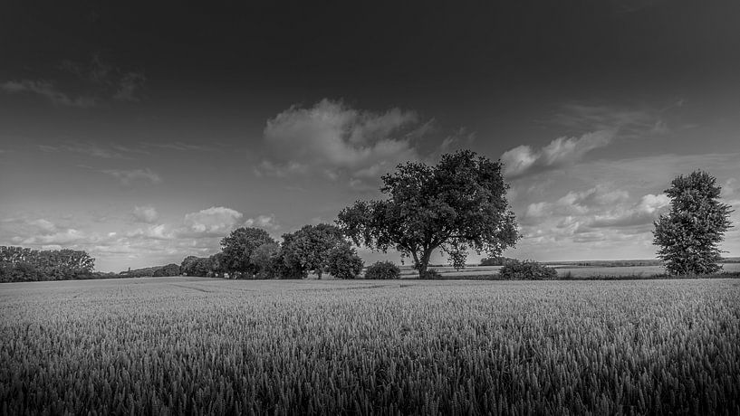 Cornfields With Trees by Ronald Massink