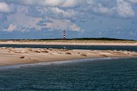 Sandbank  mit Dichtungen auf dem Watt bei der Amelandergat