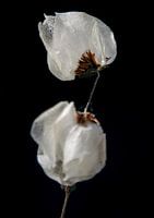 Fragile