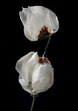 Fragile | Close-up of a dried-out Bougainvillea by Karin Bakker Fotografie