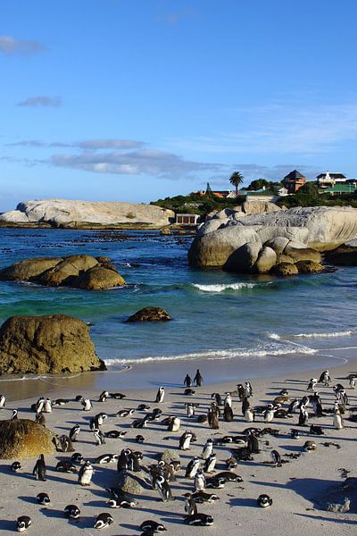 Kapstadt Boulders Bay by Olaf Franke