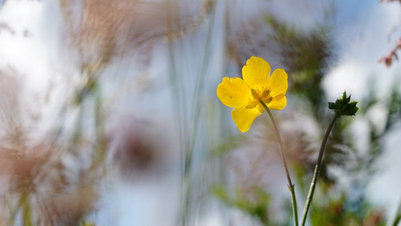 Buttercup in the spotlight by WildWonders