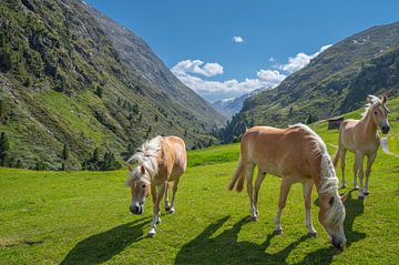 Haflinger paarden in het Venter Tal in de Tiroler Alpen in Oostenrijk van Sjoerd van der Wal