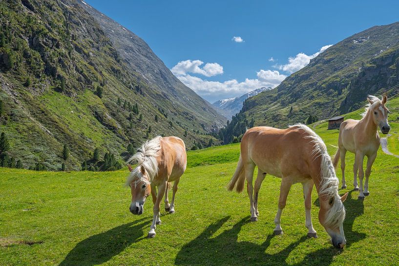 Chevaux Haflinger dans le Venter Tal dans les Alpes tyroliennes en Autriche. par Sjoerd van der Wal Photographie