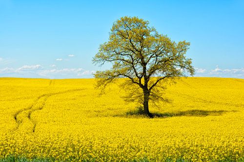 Leuchtend gelbe Landschaft