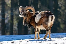 Sufloen von Jack Van de Vin