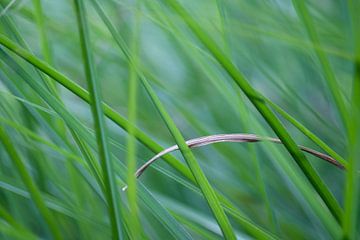 Groen gras/Green Grass