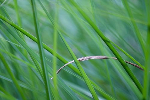 Groen gras/Green Grass