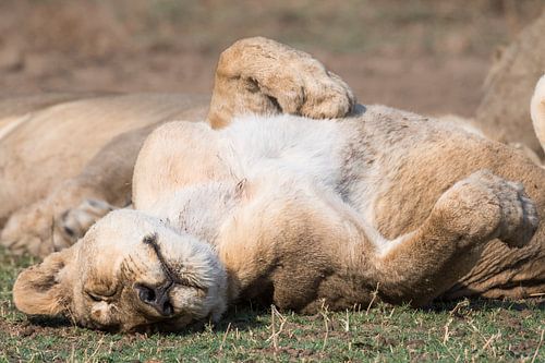 Lazy Lioness
