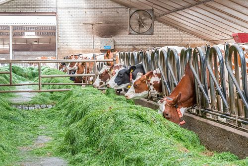 Dairy cows in the barn, with fresh green grass