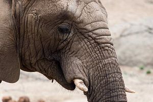 Afrikaanse olifant van Atelier Liesjes