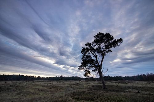 Zonsopkomst landgoed Heidestein Bornia.