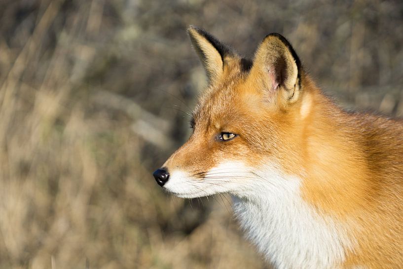 Heerlijke zonnige dag voor de vos.  par Sungi Verhaar