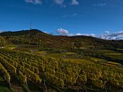 Panoramablick über die Weinbergterrassen des Kaiserstuhls im Herbst von Timon Schneider Miniaturansicht