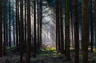 Light In The Dark Forest van William Mevissen thumbnail
