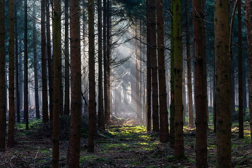 Light In The Dark Forest van William Mevissen
