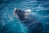 Do you speak Whale?