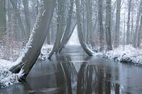 Winterstemming