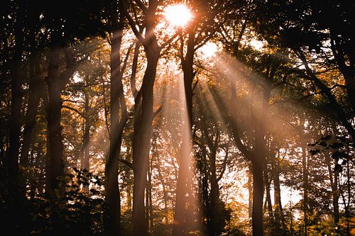 Ochtendgloed in Clingendael Den Haag