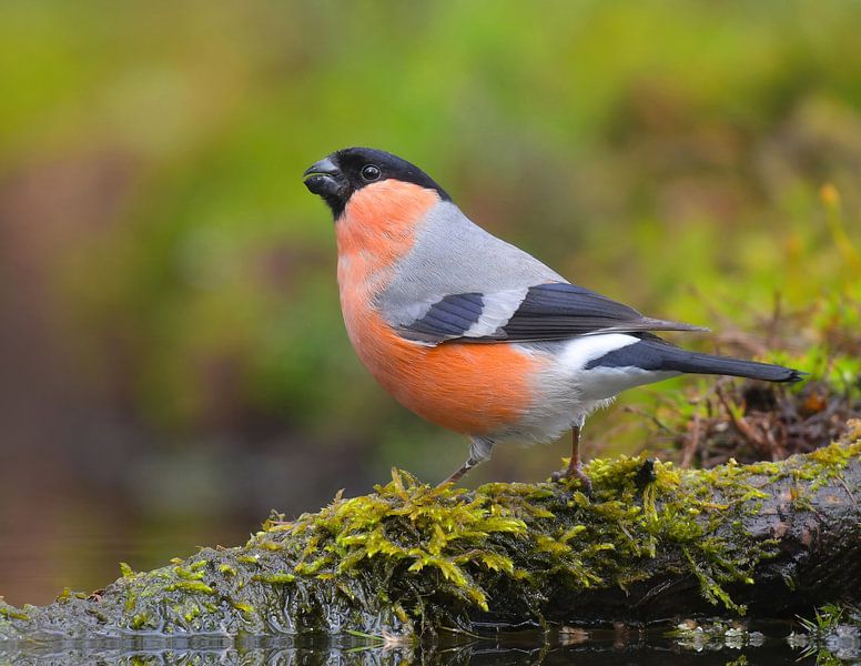 When colours quench thirst by Zeno Swijtink