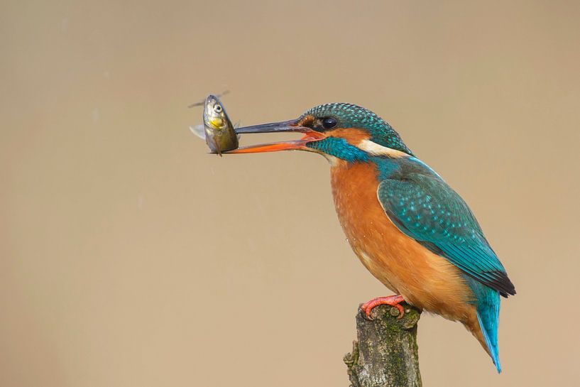 Lunch! van Robert van Brug