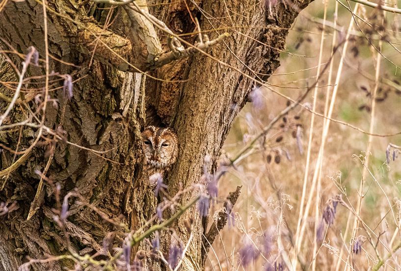 Tawny owl in a hollow tree by Merijn Loch