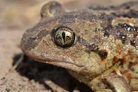 Knoflookpad (Pelobates fuscus)