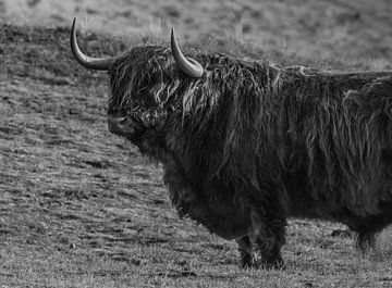 Male Scottish Highlander by Stephan Scheffer