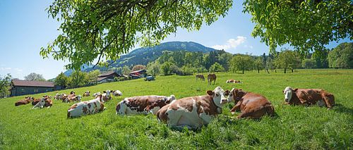 Koeienkudde graast op een groene weide