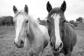 Twee nieuwsgierige paarden in zwart-wit van DroomGans