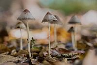 Mycenas dans la forêt