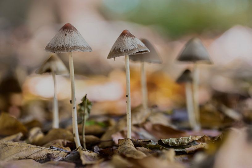 Mycena’s in het bos van Mario Brussé Fotografie