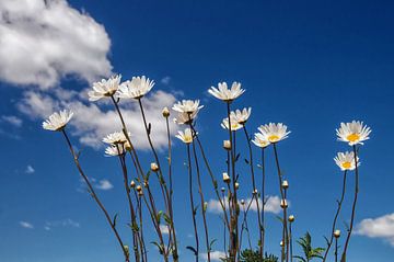 Summer feelings von Lex Schulte