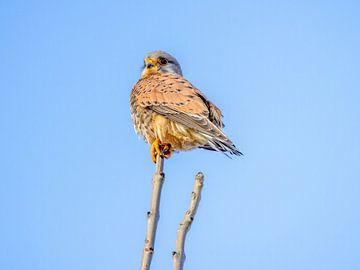 Ein Turmfalke auf einem Ast von Teresa Bauer