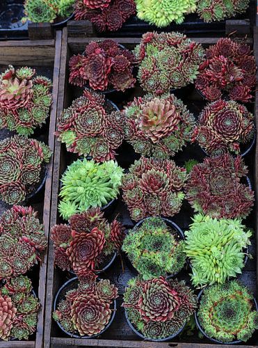 planten in een kistje op de markt