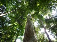 Tree top