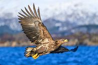 Zeearend  (Haliaeetus-albicilla) jaagt in de lucht van Sjoerd van der Wal Fotografie thumbnail