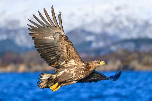 Weiß-angebundener Adler oder Seeadler (Haliaeetus albicilla) jagend im Himmel