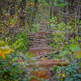 Herbstfarben des Schwarzwassers von Jos Saris