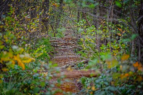 Herfstkleuren van het Zwart Water van Jos Saris