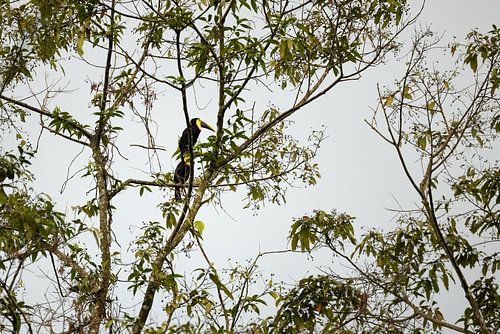 Tukan in einem Regenwaldbaum in Costa Rica