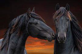Cheval frison, portrait